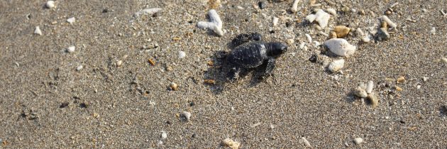 Baby Turtle Release at The ANVAYA Beach Resort Bali