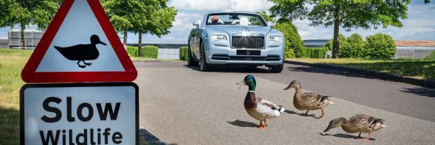 BIRDS, BEES, ROSES AND TREES ALL THRIVING AT THE HOME OF ROLLS-ROYCE
