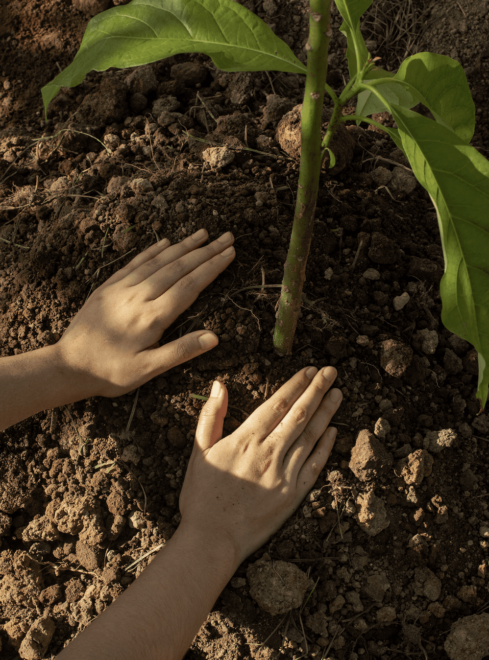 The Meru Sanur and Bali Beach Hotel Celebrate Earth Day with Tree Planting Initiative