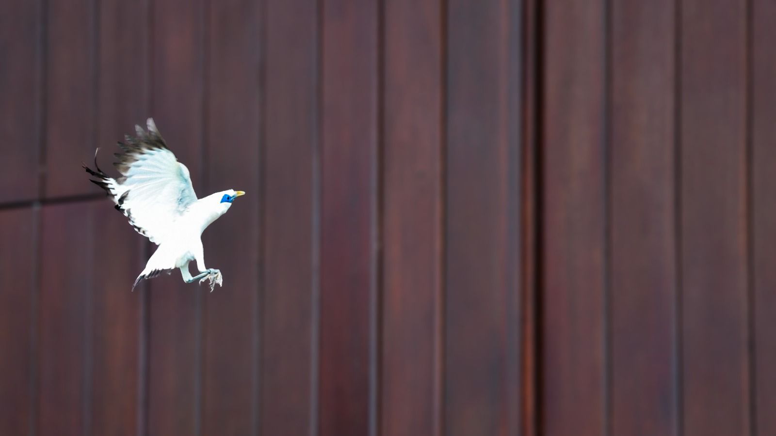 Anantara Ubud Bali Resort Leads Bali Starling Conservation with Protected with Purpose Wildlife Release in Payangan